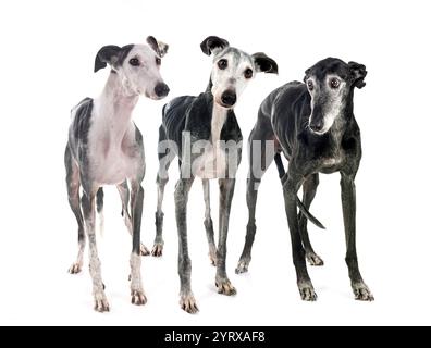 Galgo Espanol davanti a sfondo bianco Foto Stock