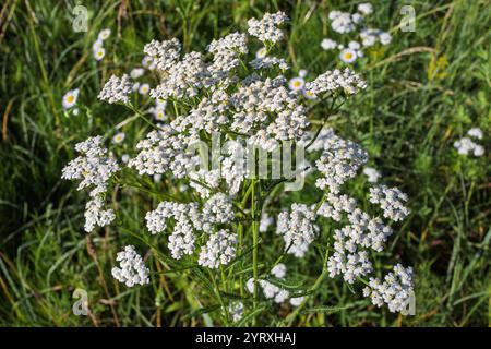 Accattivante primo piano di fiori bianchi di Achillea. Fiori delicati che incarnano una bellezza senza tempo e un'eleganza naturale, un omaggio alla grazia botanica. Foto Stock
