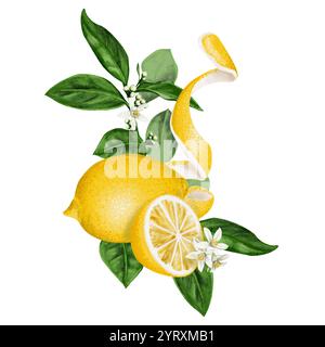 limone e mezzo limone su foglie e rami. Agrumi. Composizione con limoni. Colore giallo e verde. Fiori e rami di fiori d'arancio Foto Stock