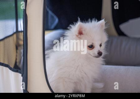 Un piccolo e soffice cucciolo bianco si siede tranquillamente nel suo intimo involucro, godendosi la calda luce del sole che scorre attraverso la rete. ITS Foto Stock