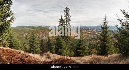 Hochlagen im Bayerischen Wald, alte altitudini nella foresta bavarese Foto Stock