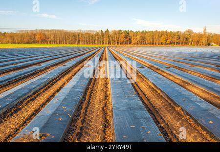 BOSSCHENHOOFD - lunghe creste di terreno ricoperte di plastica agricola nera in un campo alla periferia del villaggio del Brabante settentrionale di Bosschenhoofd, comune di Halderberge. Più tardi, le piante di fragole vengono piantate in loro. La foto è stata scattata in una mattinata di sole nella stagione autunnale; è stata congelata e sulla plastica è visibile un sottile strato di paraffina. ANP / Hollandse Hoogte / Ruud Morijn netherlands Out - belgium Out Foto Stock