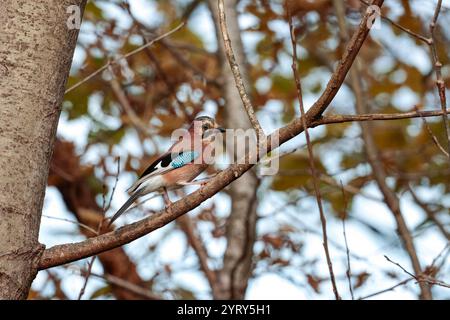 Jay Garrulus glandarius, corpo rossastro con sottocoda bianca e gobba motivo alare bianco e nero con motivo a scacchi blu bianco e nero Foto Stock