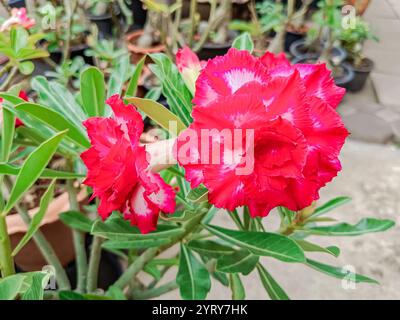 Fiore di Adenium al Thai. (Rosa del deserto, Giglio Impala, Azalea di Mock) Foto Stock