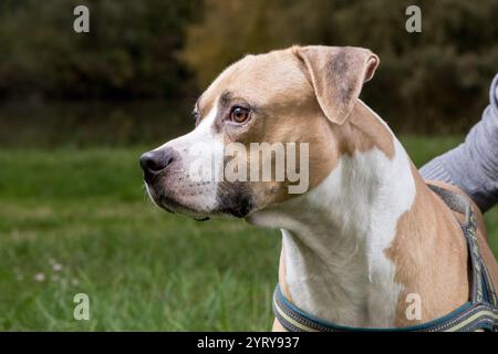 Ritratto di un terrier americano dello staffordshire che guarda lontano mentre indossa un'imbracatura, in una zona erbosa Foto Stock