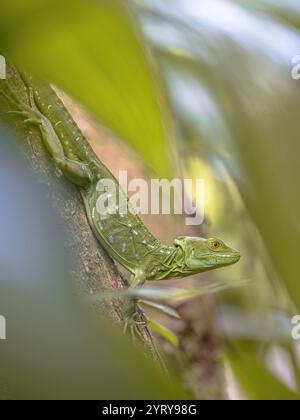 Il basilisk plumed (Basiliscus plumifrons), chiamato anche lucertola di Gesù Cristo, è una specie di lucertola della famiglia Corytophanidae. La specie è nata Foto Stock