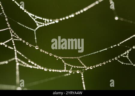 Piccole gocce di rugiada agganciate a una ragnatela, creando un motivo delicato e intricato su uno sfondo verde sfocato Foto Stock