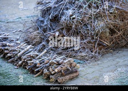 Un mucchio di rifiuti verdi in autunno per bruciare in giardino Foto Stock