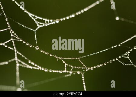 Piccole gocce di rugiada agganciate a una ragnatela, creando un motivo delicato e intricato su uno sfondo verde sfocato Foto Stock