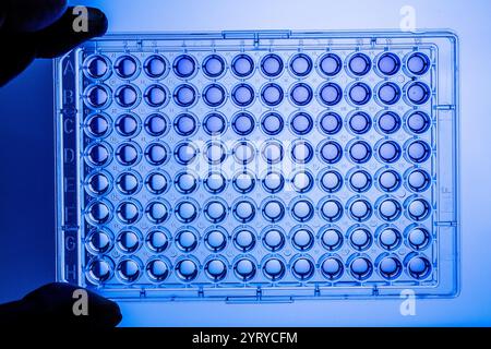Mano con guanti per una micropiastra a 96 pozzetti, utilizzata nella ricerca biologica e nell'analisi Foto Stock