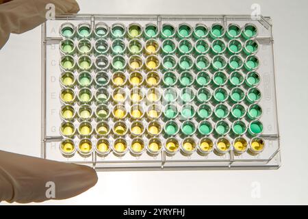 Mano con guanti che reggono una micropiastra a 96 pozzetti utilizzata nella ricerca scientifica per vari esperimenti Foto Stock