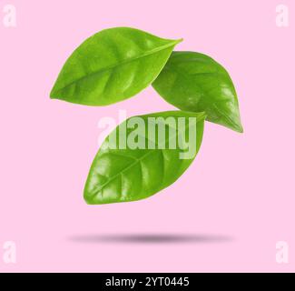 Foglie tropicali verdi in aria su sfondo rosa Foto Stock