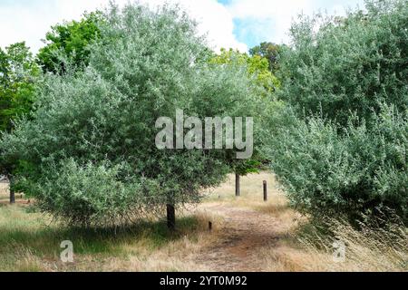 Pere d'argento, Pyrus salicifolia, originaria del Medio Oriente, che cresce nel Golden Valley Tree Park, Balingup, Australia occidentale sud-occidentale. Foto Stock