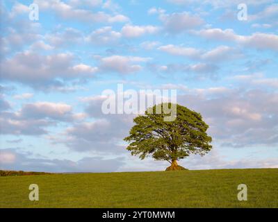 L'albero collinare solitario vicino a Bridestowe nel Devon, Inghilterra. Primavera (aprile) 2024. Foto Stock