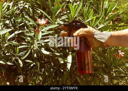 Uomo che indossa a mano un guanto da lavoro che tiene in mano una spruzzatrice vicino a una fabbrica di oleandri in una giornata di sole Foto Stock