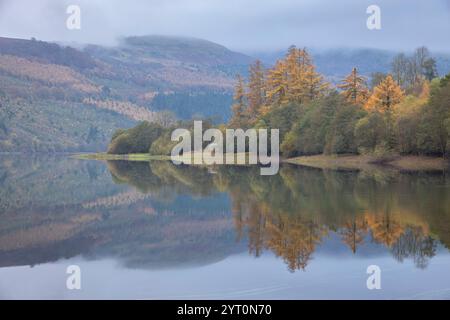 Riflessi di larici autunnali nel lago artificiale di Talybont nel parco nazionale Brecon Beacons (Bannau Brycheiniog), Powys, Galles, Regno Unito. Autunno (Novembe Foto Stock