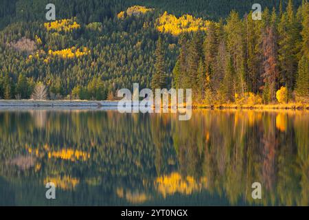 Riflessi di pini e pioppi dorati nel lago artificiale di Rundle Forebay nelle Montagne Rocciose canadesi, Canmore, Alberta, Canada. Autunno (ottobre) 2024. Foto Stock