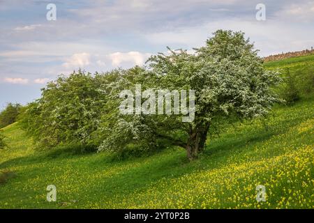 Albero di biancospino in fiore in un prato delle Cotswolds, Worcestershire, Inghilterra. Primavera (maggio) 2024. Foto Stock