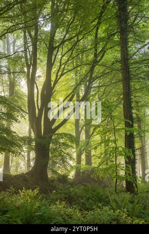 Fogliame primaverile in un bosco nebbioso e deciduo, Devon, Inghilterra. Primavera (maggio) 2024. Foto Stock