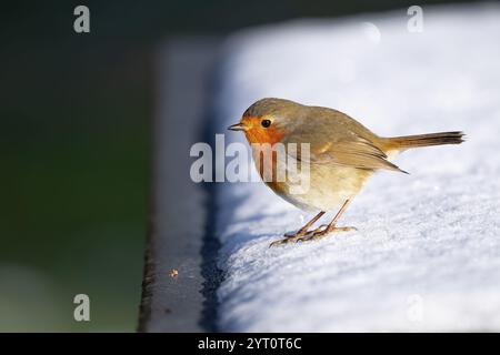 Robin, erithacus rubicula, arroccato su una panchina coperta di neve Foto Stock