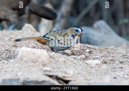 Un mucchio di sciocchezze di Rufus arroccato sulla cima di un ramo d'albero alla periferia della città di Sattal, a Uttarakhand Foto Stock