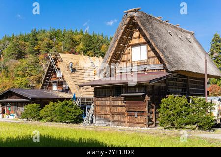 Ristrutturazione del tetto in paglia gassho-zukuri a Ogimachi (Shirakawago/Giappone) Foto Stock