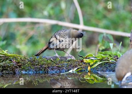 Un mucchio di sciocchezze di Rufus arroccato sulla cima di un ramo d'albero alla periferia della città di Sattal, a Uttarakhand Foto Stock