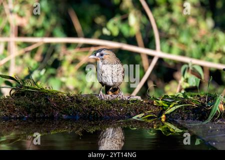 Un mucchio di sciocchezze di Rufus arroccato sulla cima di un ramo d'albero alla periferia della città di Sattal, a Uttarakhand Foto Stock