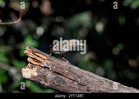 Un mucchio di sciocchezze di Rufus arroccato sulla cima di un ramo d'albero alla periferia della città di Sattal, a Uttarakhand Foto Stock