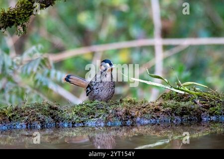 Un mucchio di sciocchezze di Rufus arroccato sulla cima di un ramo d'albero alla periferia della città di Sattal, a Uttarakhand Foto Stock