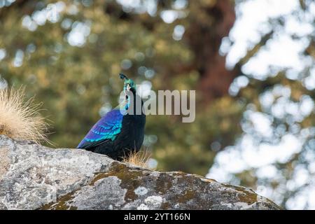 Un monale himalayano che cammina sulla neve tra le montagne di Chopta sulla strada per Tunganath in Uttarakhand Foto Stock