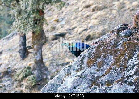 Un monale himalayano che cammina sulla neve tra le montagne di Chopta sulla strada per Tunganath in Uttarakhand Foto Stock