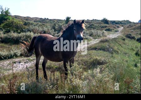 I cavalli selvatici Konik e i pony Exmoor vivono in un paesaggio di dune in una riserva naturale, per la gestione naturale delle dune per frenare la crescita degli arbusti, ne Foto Stock