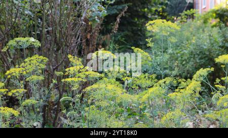 ombrelli gialli-verdi di aneto che crescono in un giardino o in un campo, alla luce del sole, fase di fioritura della pianta di aneto, semi giovani che maturano nell'infiorescenza Foto Stock