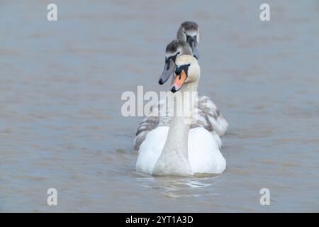 Mute Swan, Cygnus olor, gruppo familiare di due adulti e due giovani, nuoto, Cley, Norfolk, Regno Unito, dicembre 2024 Foto Stock