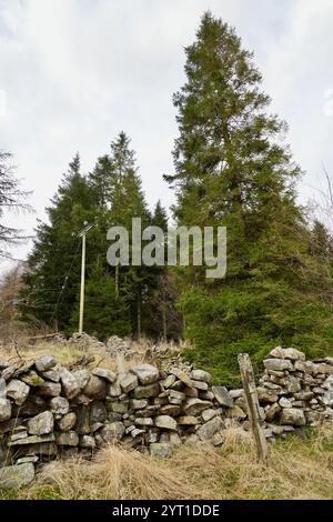 Un muro di pietra a secco con alberi dietro nello Yorkshire rurale, Inghilterra, Regno Unito. Foto Stock