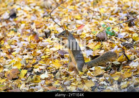 Uno scoiattolo di volpe (Sciurus niger) in piedi sulle zampe posteriori che tiene in bocca una ghianda tra foglie gialle cadute nel Michigan, USA. Foto Stock