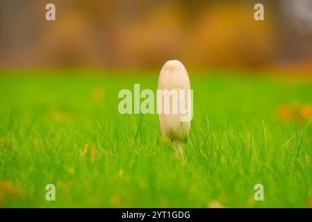 Un fungo da sterco è cresciuto sul prato Foto Stock