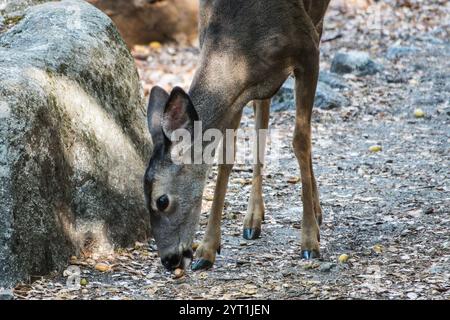 Il cervo della Yosemite Valley assaggia una ghianda croccante vicino al Yosemite Valley Loop Trail. Foto Stock