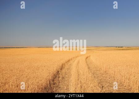 Stati Uniti, Montagne Rocciose, Great Plains, Montana, Chinook, campo di grano Foto Stock