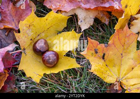 Due castagne poggiate su una foglia d'acero giallo circondate da foglie d'autunno colorate sull'erba. Foto Stock