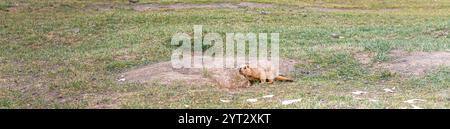 Mammut himalayane lungo il sentiero dei kora intorno al sacro monte Kailash, Tibet, copiano lo spazio per il testo Foto Stock