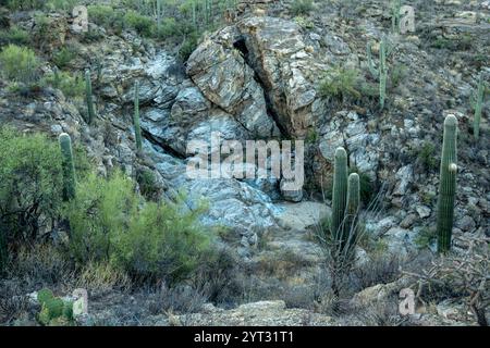 Grande cascata asciutta nella caduta del Parco Nazionale del Saguaro Foto Stock