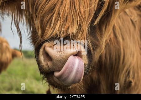 Primo piano della mucca delle Highland, guardando la telecamera e leccandogli il naso Foto Stock