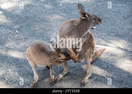 I grigi occidentali sono grandi animali muscolosi. sono da marrone-grigio a marrone-rossastro con una testa piccola, grandi orecchie e una lunga coda spessa utilizzata per il balanc Foto Stock