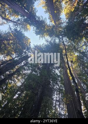 Vista verso l'alto di torreggianti alberi di sequoia con la luce del sole che filtra attraverso il baldacchino, creando un'affascinante scena naturale contro un cielo azzurro. Foto Stock