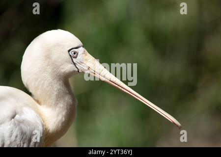 Il becco di cucchiaio giallo è un grande uccello di mare bianco con un becco di panna che sembra un cucchiaio. Foto Stock