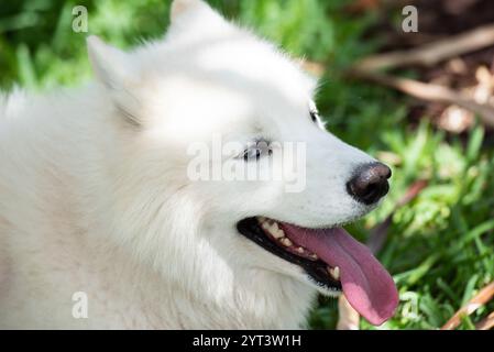 Bellissimo cane bianco Samoyed o laika. Simpatico animale domestico sorridente o allegro e allegro all'aperto. Foto Stock