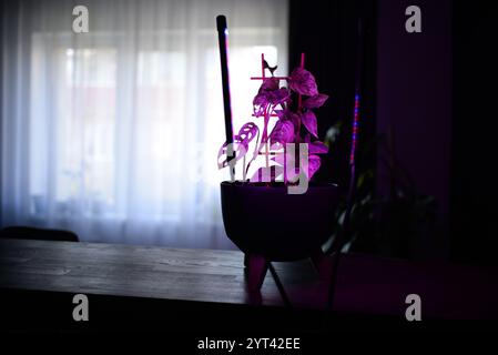 i fitolampi illuminano le piante in vaso su uno scaffale in una stanza Foto Stock