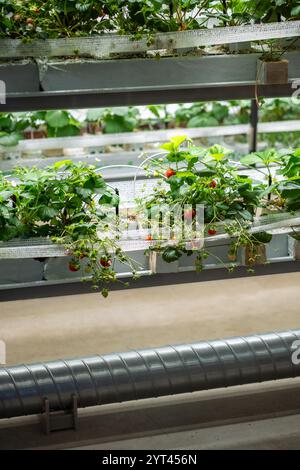 Coltivazione di fragole in serra. Mini-azienda agricola per la coltivazione di Fragaria in suolo artificiale. Foto Stock
